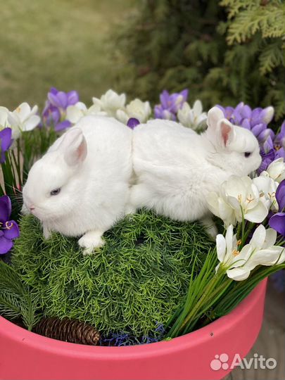 Гермелины чистопородные