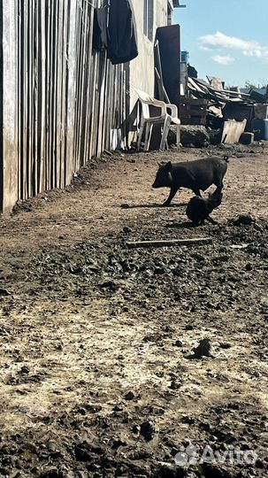 Поросята Кармалы