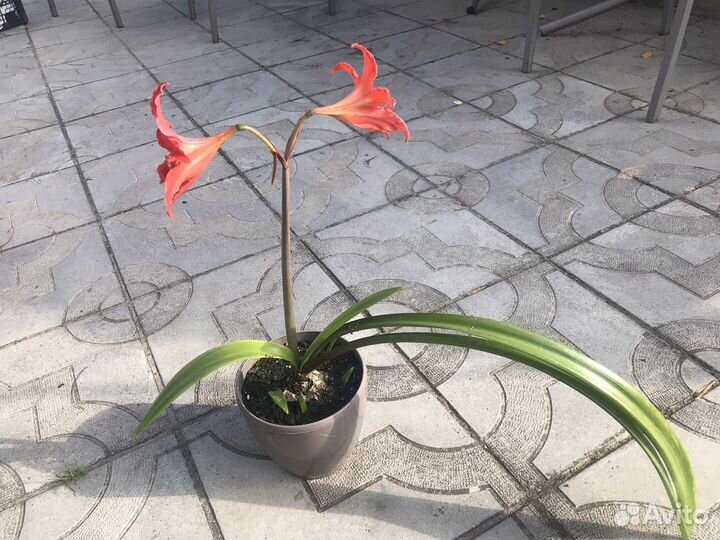 Гиппиаструм аморалис