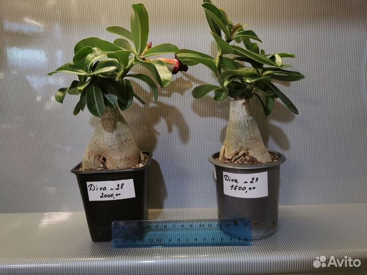 Адениумы привитые красивые в наличии, крупные