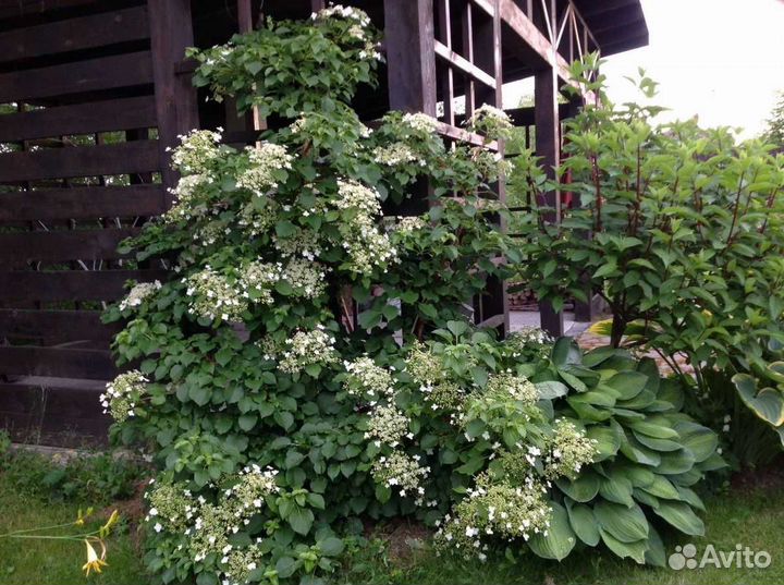 Гортензия черешковая петиоларис