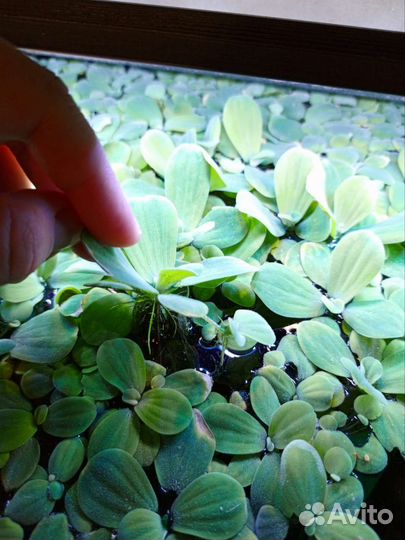 Водоросли для аквариума