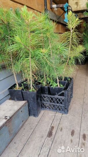 Кедры - 11 лет