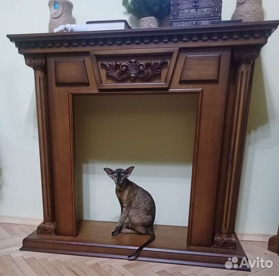 Кошечка ориентальная экстрим WCF