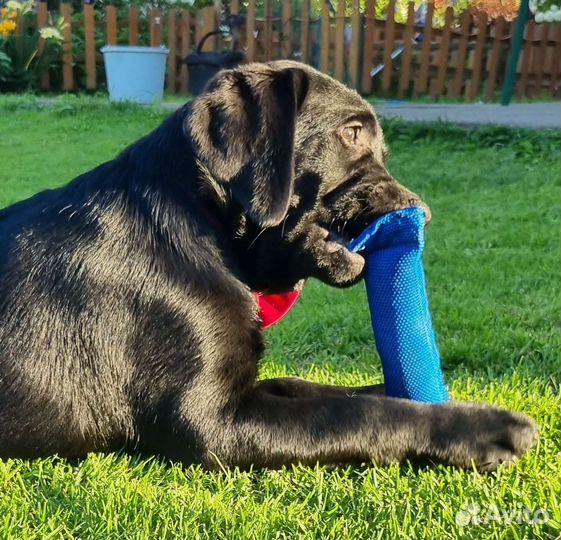 Щенки лабрадора черного окраса