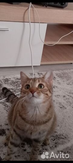 Кошка в добрые руки