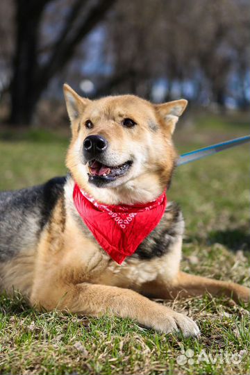 Восточноевропейская овчарка