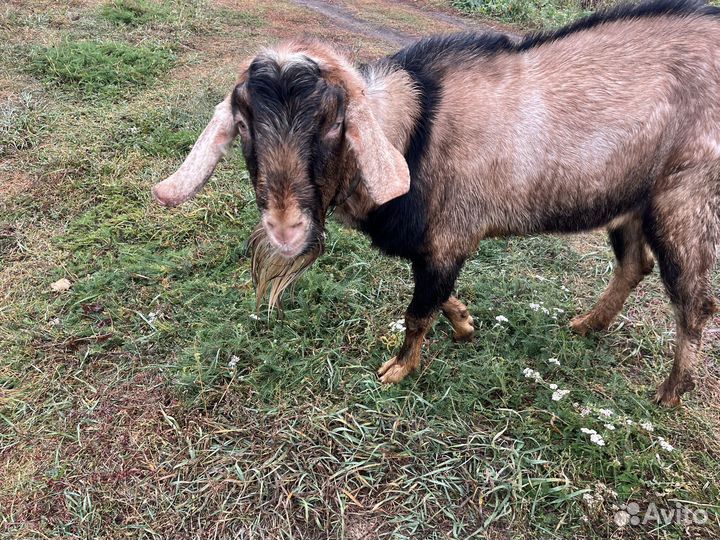 Нубийский козел 04.22 г и козочка 04. 2023 г