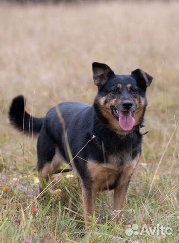 Бывшедомашняя Зита грустит в приюте