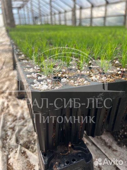 Предзаказ Голубая ель зкс сеянцы