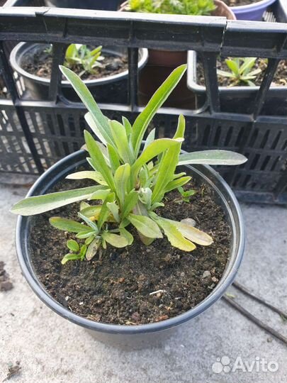 Молодило, эдельвейс