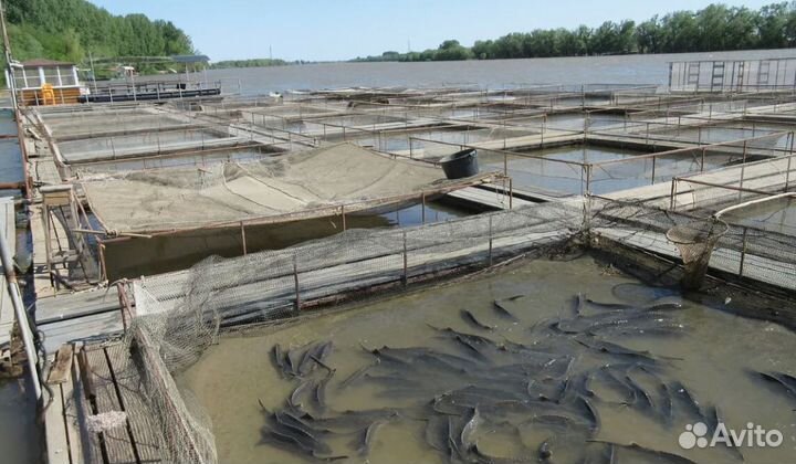 Тур поездка Уикенд на Волге на 2 н. от 4* завтраки
