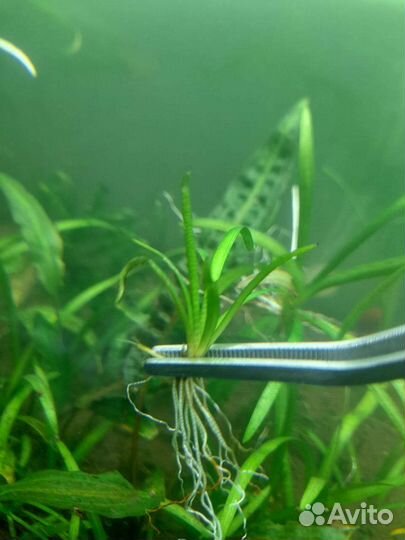 Аквариумные растения, мох Ломариопсис, Сагиттария