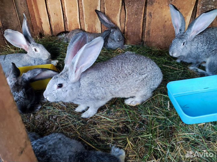 Кролики Краснодарские