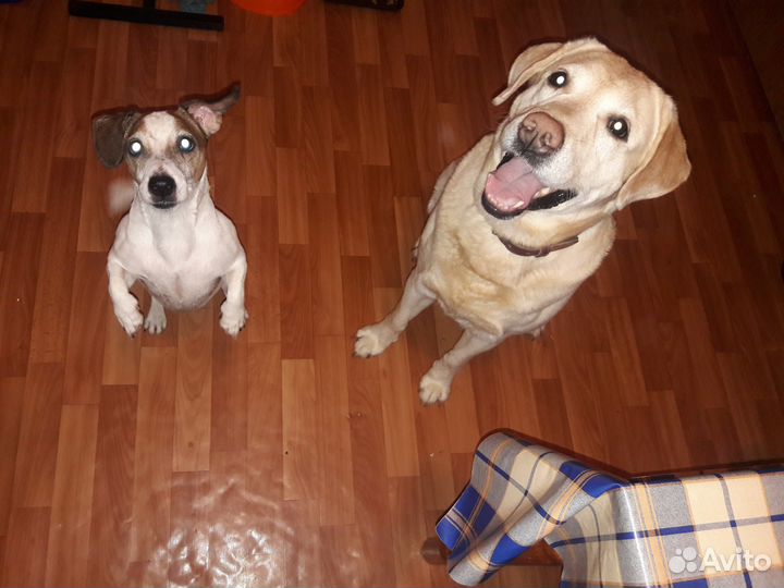 Выгул и передержка собак