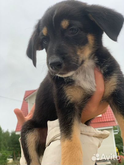 Собака в добрые руки