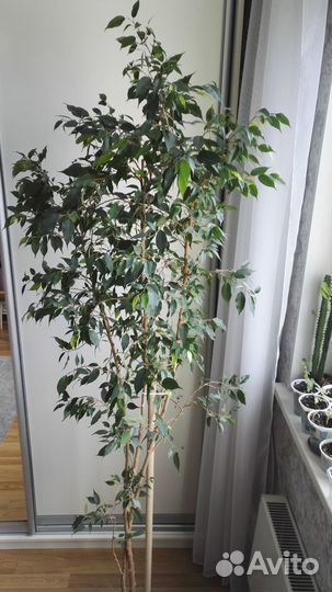 Фикус бенджамина большой