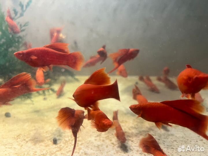 Флаговый меченосец рубиновый