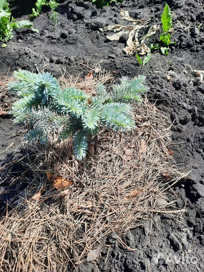 Продаю голубые ели, пихты, и многое другое