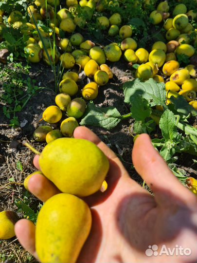 Продам груши. Сладкие. Не крупные. Ароматные