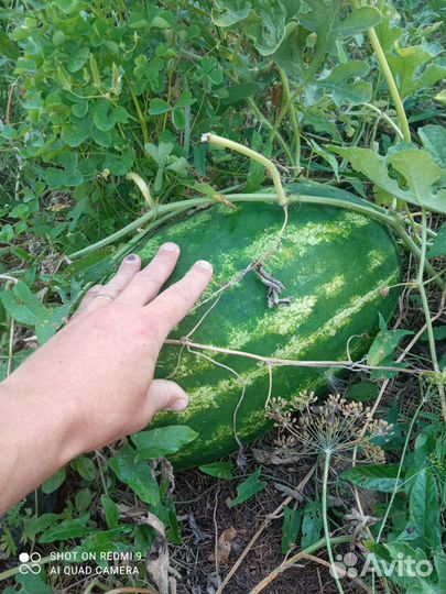 Рассада арбузов, дынь на спец.подвое (бронь )