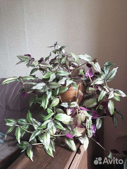 Комнатные цветы