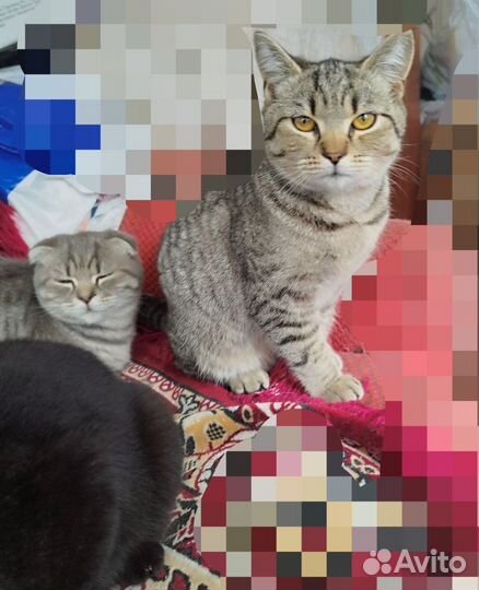 Шотландские