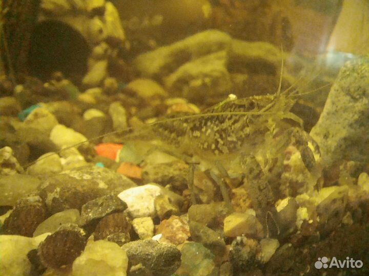 Маленький раки