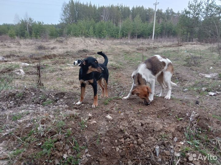 Собака в добрые руки щенок