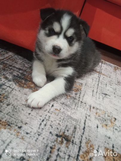 Щенки хаски
