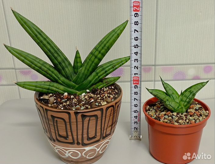 Сансевиерия сортовая