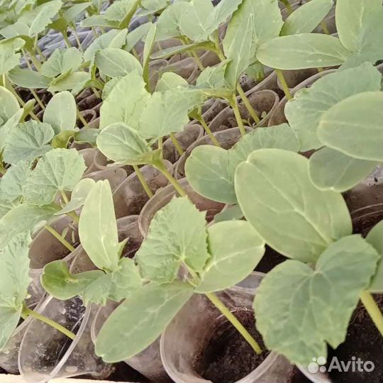 Рассада огурцов