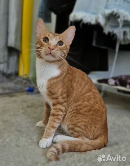 Ласковый нежный котик в добрые руки