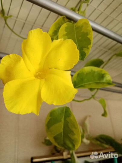 Петровитекс Квисквалис Фагрея Мандевилла. Экзоты