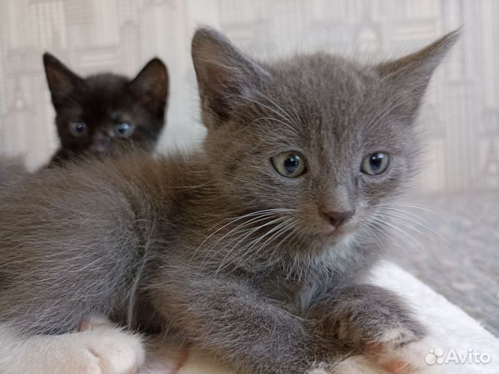 Котик в дар