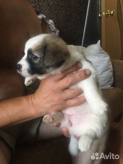 Собака в добрые руки папильон