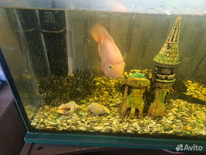 Аквариумные рыбки