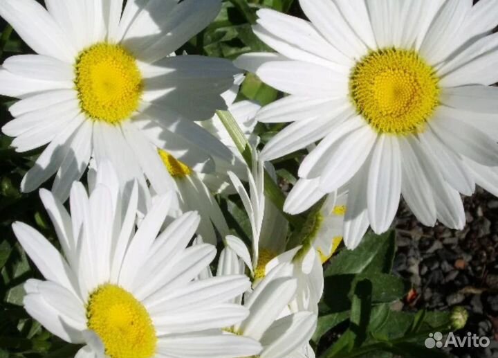 Ромашка многолетняя садовая