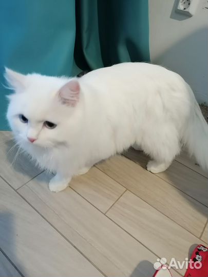 Сибирский кот на вязку