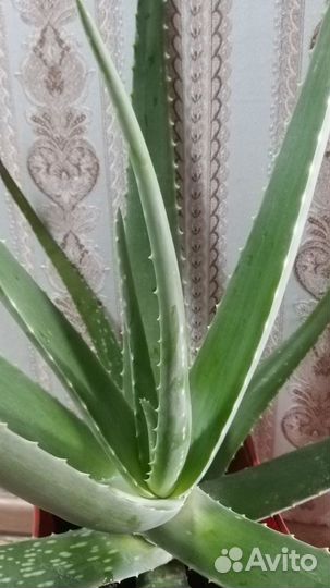 Алоэ лечебный