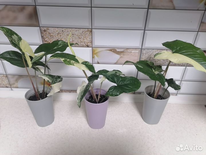 Сингониум imperial white