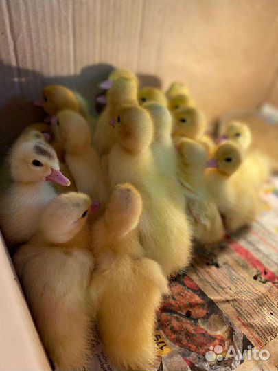 Мускусные утята