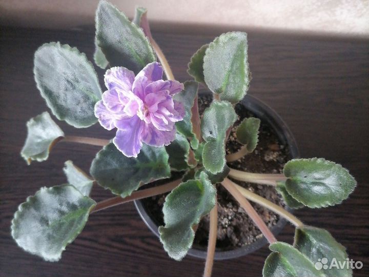 Цветущие фиалки