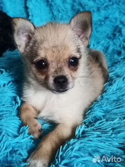 Чихуахуа мини девочка