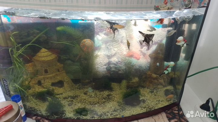 Аквариум
