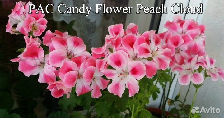 Пеларгонии сортовые