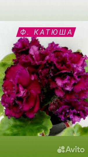 Фиалки сортовые