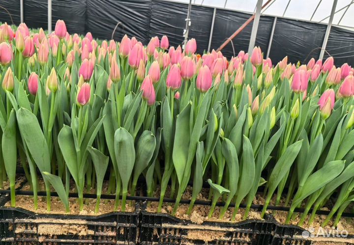 Тюльпаны к 8 марта