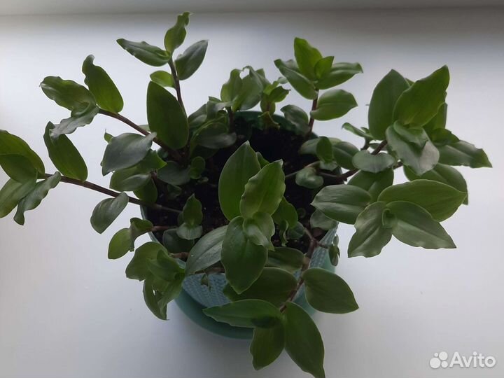 Традесканция зебрина дисколор