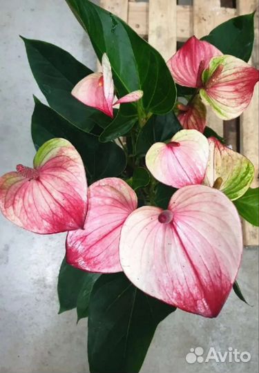 Антуриум Мистик коллекционный крупномер